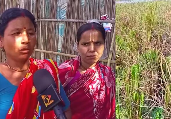 হিন্দুদের জমির ধান কেটে নিলো বিএনপি নেতা